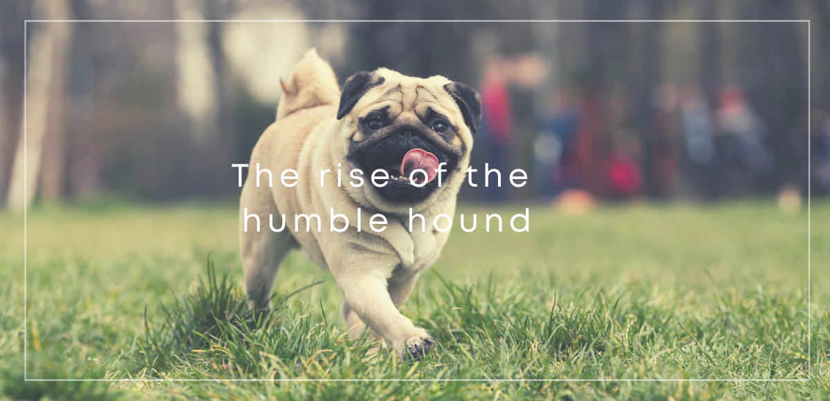 The rise of the humble hound